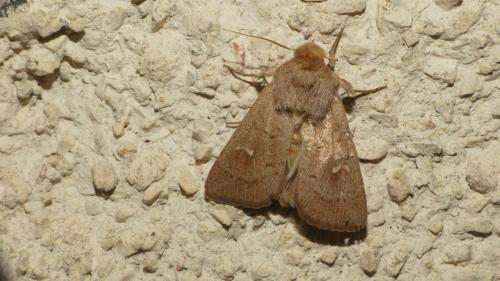 Réf. 329 742 : Mythimna ferrago